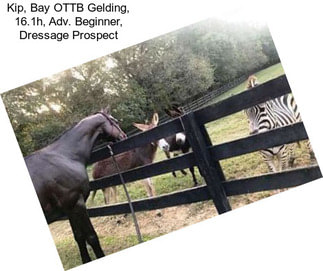 Kip, Bay OTTB Gelding, 16.1h, Adv. Beginner, Dressage Prospect