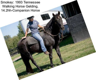 Smokey: 1993 Tennessee Walking Horse Gelding, 14.2hh-Companion Horse