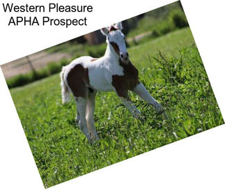 Western Pleasure APHA Prospect