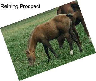 Reining Prospect