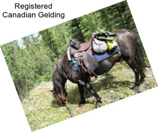 Registered Canadian Gelding