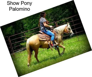 Show Pony Palomino