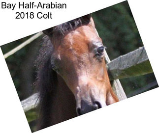 Bay Half-Arabian 2018 Colt