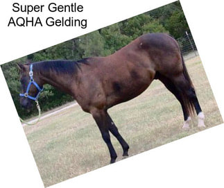 Super Gentle AQHA Gelding