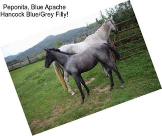 Peponita, Blue Apache Hancock Blue/Grey Filly!