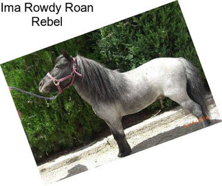 Ima Rowdy Roan Rebel