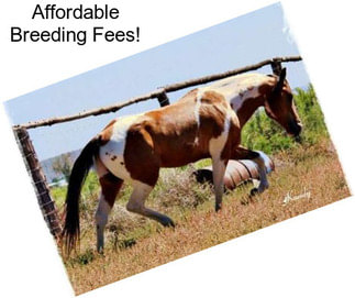 Affordable Breeding Fees!
