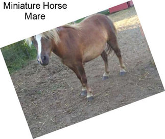 Miniature Horse Mare