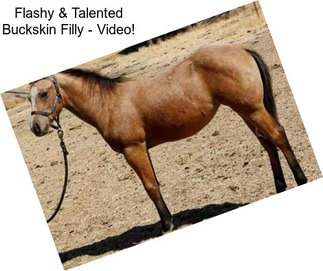 Flashy & Talented Buckskin Filly - Video!