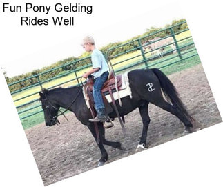 Fun Pony Gelding Rides Well