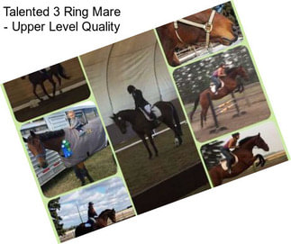 Talented 3 Ring Mare - Upper Level Quality