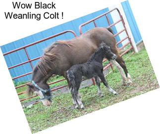 Wow Black Weanling Colt !