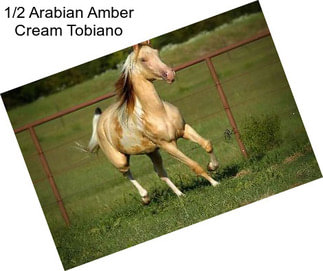 1/2 Arabian Amber Cream Tobiano
