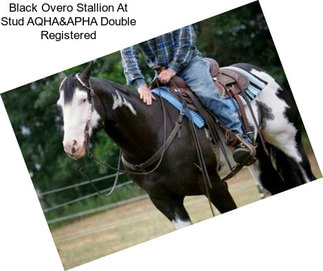 Black Overo Stallion At Stud AQHA&APHA Double Registered
