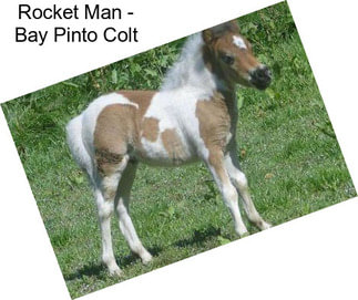 Rocket Man - Bay Pinto Colt