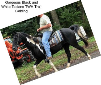 Gorgeous Black and White Tobiano TWH Trail Gelding