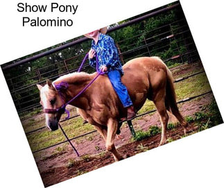 Show Pony Palomino