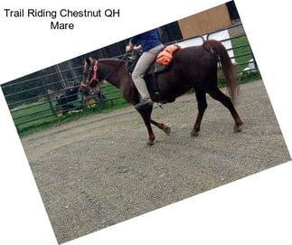 Trail Riding Chestnut QH Mare