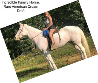 Incredible Family Horse, Rare American Cream Draft