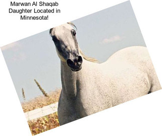 Marwan Al Shaqab Daughter Located in Minnesota!