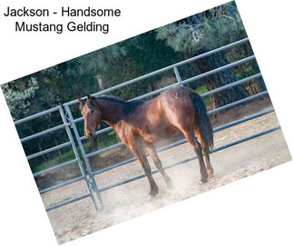 Jackson - Handsome Mustang Gelding