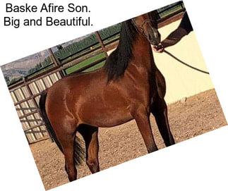 Baske Afire Son. Big and Beautiful.