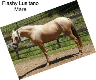 Flashy Lusitano Mare