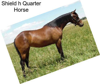 Shield h Quarter Horse