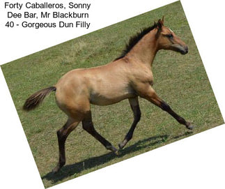 Forty Caballeros, Sonny Dee Bar, Mr Blackburn 40 - Gorgeous Dun Filly