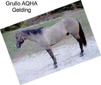 Grullo AQHA Gelding