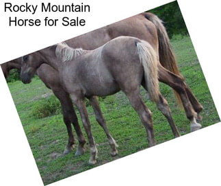 Rocky Mountain Horse for Sale