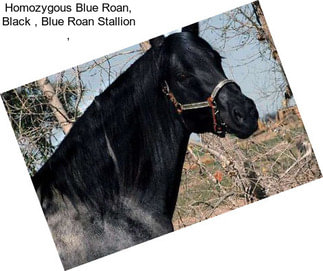 Homozygous Blue Roan, Black , Blue Roan Stallion ,