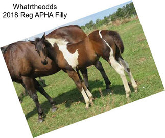 Whatrtheodds 2018 Reg APHA Filly