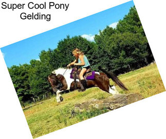 Super Cool Pony Gelding