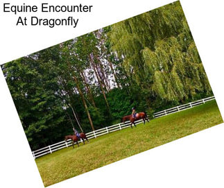 Equine Encounter At Dragonfly