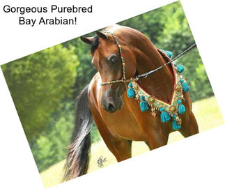 Gorgeous Purebred Bay Arabian!