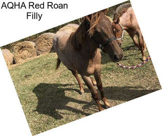 AQHA Red Roan Filly