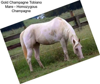 Gold Champagne Tobiano Mare - Homozygous Champagne