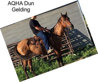 AQHA Dun Gelding