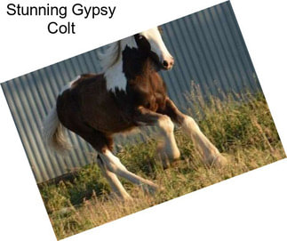 Stunning Gypsy Colt