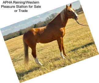 APHA Reining/Western Pleasure Stallion for Sale or Trade