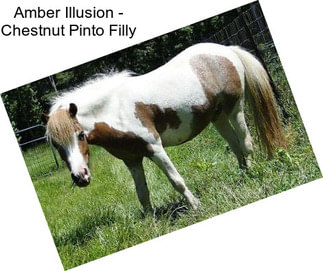 Amber Illusion - Chestnut Pinto Filly