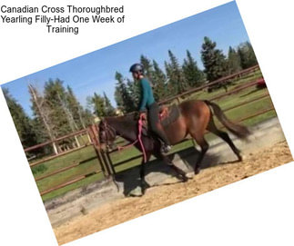 Canadian Cross Thoroughbred Yearling Filly-Had One Week of Training