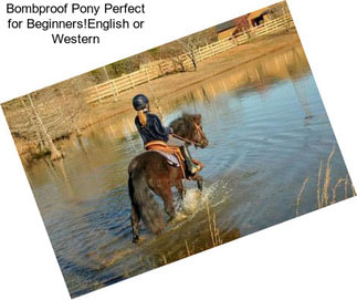 Bombproof Pony Perfect for Beginners!English or Western