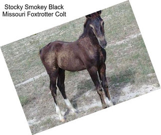 Stocky Smokey Black Missouri Foxtrotter Colt