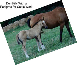 Dun Filly With a Pedigree for Cattle Work