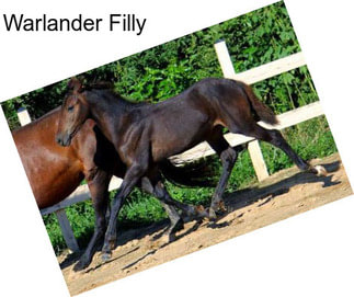Warlander Filly