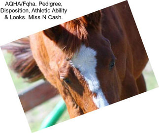 AQHA/Fqha. Pedigree, Disposition, Athletic Ability & Looks. Miss N Cash.