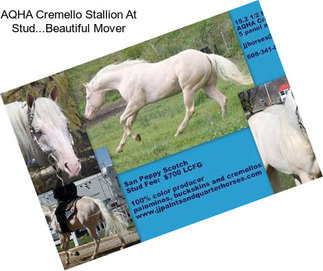 AQHA Cremello Stallion At Stud...Beautiful Mover