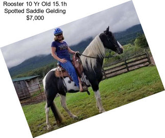 Rooster 10 Yr Old 15.1h Spotted Saddle Gelding $7,000